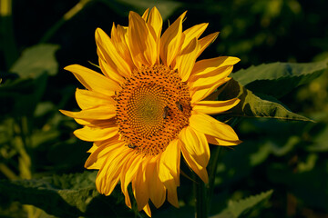 Obraz premium Sunflower flower with bees gathering honey early in the morning