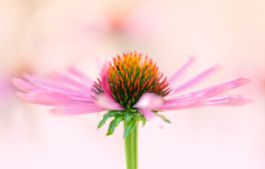 Pink Echinacea Flower With Great Bokeh - obrazy, fototapety, plakaty