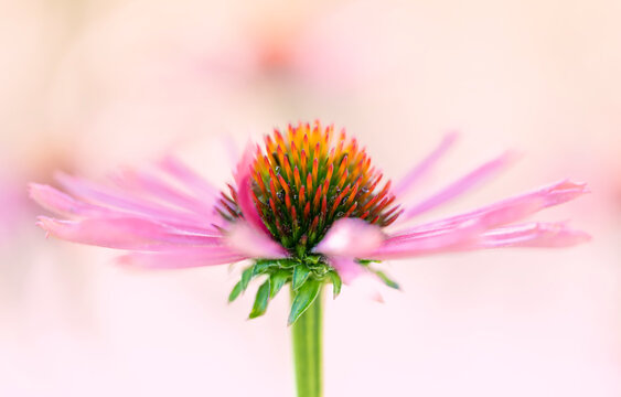 Pink Echinacea Flower With Great Bokeh