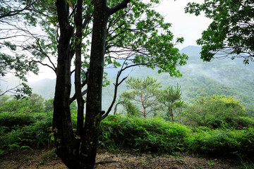 Beautiful tropical forest mountain landscape in summer
