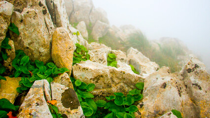 Green herbs grown on rocks