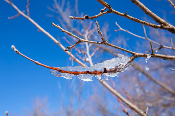 Iced water drops in Ifrane city