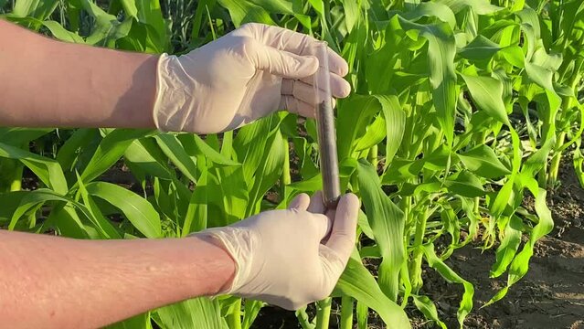 Agronomist wearing rubber gloves, holding showing glass test tube with soil sample for laboratory analysis at corn crop field daybreak. Close-up of male hands exploring grounds. Farming concept