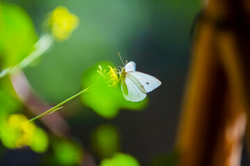 A beautiful white butterfly on a yellow flower with a green blurred natural background