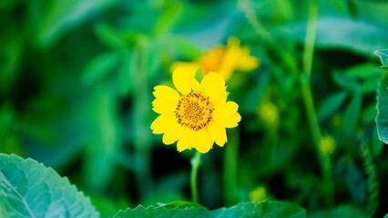 Yellow open flower in a green field