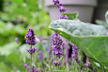 Flowering lavender next to a cabbage plant as a close up