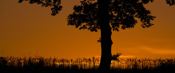 SUMMER SUNSET - Tree and grain field before harvest