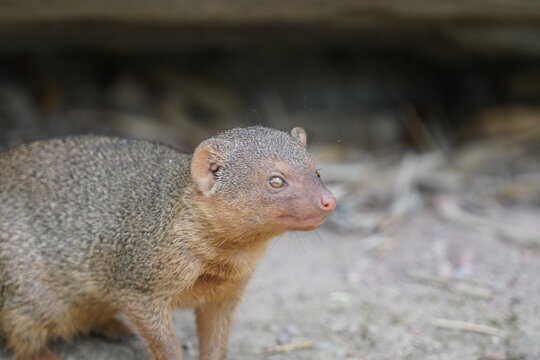 Common Dwarf Mongoose