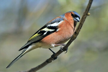 Pinson des arbres (Fringilla coelebs), Neuchâtel, Suisse.