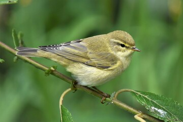  Pouillot fitis (Phylloscopus trochilus), Neuchâtel, Suisse.