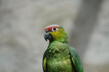 Lilacine amazon