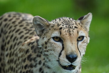 Cheetah