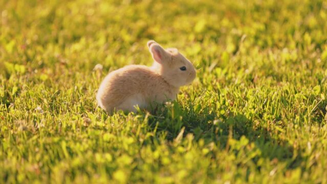 little rabbit walks on the green lawn