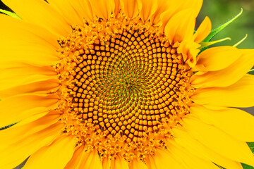 Obraz premium Sunflower and butterfly in sunny day