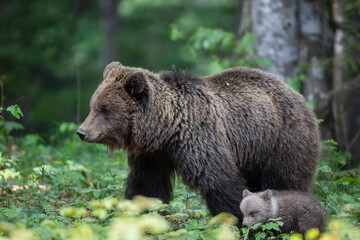 Fototapeta na wymiar Slovenian bear