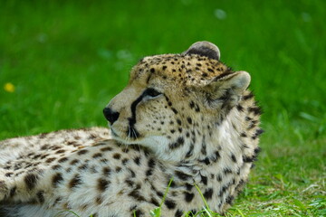 Cheetah