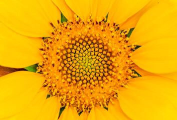 Sunflower and butterfly in sunny day