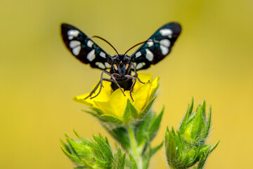 Macro Photography of Moth on Twig of Plant.