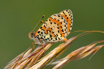 Macro shots, Beautiful nature scene. Closeup beautiful butterfly sitting on the flower in a summer garden.