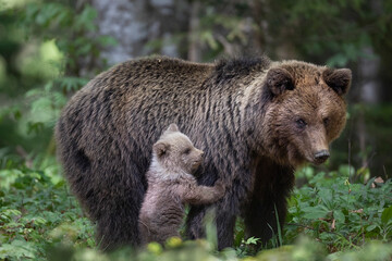 Slovenian bear