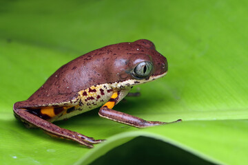 Phyllomedusa hypochondrialis sitting on green leaves, Northern orange-legged leaf frog or tiger-legged monkey frog closeup  