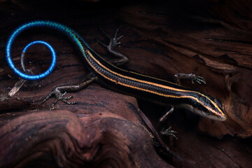 Blue tail skink (Cryptoblepharus egeriae) closeup on wood, Blue tail skink closeup