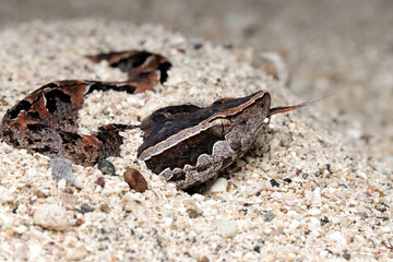 Calloselasma rhodostoma snake hiden on sand, Calloselasma rhodostoma closeup,