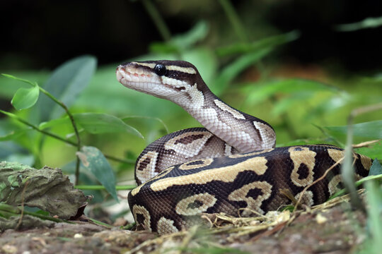 Ball phyton snake closeup head, Ball phyton snake closeup skin, Ball phyton snake closeup