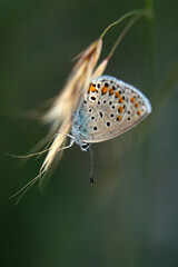 Macro shots, Beautiful nature scene. Closeup beautiful butterfly sitting on the flower in a summer garden.