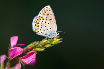 Macro shots, Beautiful nature scene. Closeup beautiful butterfly sitting on the flower in a summer garden.