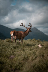 Wildlife in Scotland. Stag eating grass.