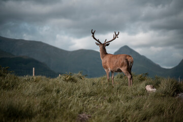 Majestic deer on a cloudy day in Scotland