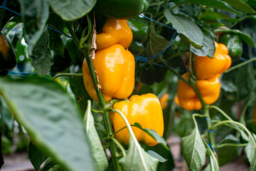Cuboid pepper grows on a plant in a row in a greenhouse