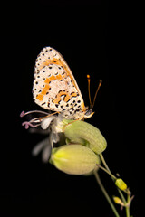 Macro shots, Beautiful nature scene. Closeup beautiful butterfly sitting on the flower in a summer garden.