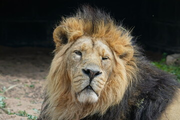 Asiatic lion