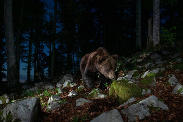 Slovenian bear