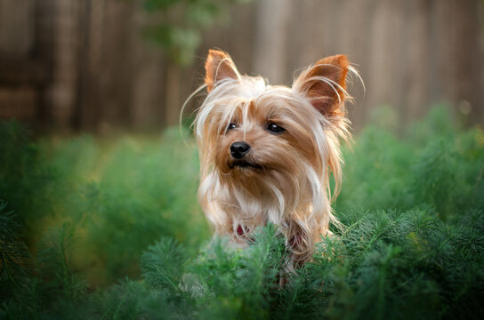 yorkshire terrier dog cute portrait in the forest beautiful pet photo
