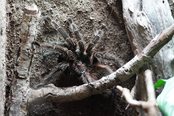 Brazilian salmon pink bird eating tarantula