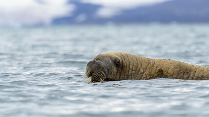 Walrus (Odobenus rosmarus) in water, close-up portrait, Svalbard, Norway