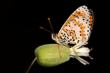 Macro shots, Beautiful nature scene. Closeup beautiful butterfly sitting on the flower in a summer garden.