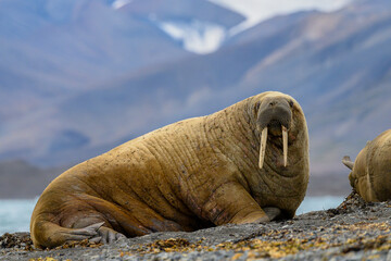 Walrus (Odobenus rosmarus) resting on shore, Svalbard, Norway,  funny expression