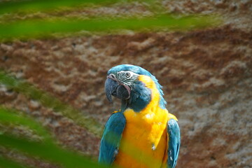 Blue throated macaw © Colin