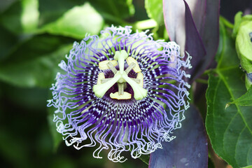 Passion Flower or passiflora - Passiflora caerulea in tropical garden close up. Tropical plants....