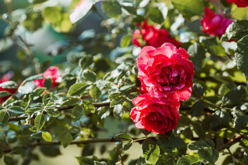 A red rose with dew and raindrops at dawn. Beautiful sunlight. The background image is green-red. Natural, environmentally friendly natural background. A copy of the place for the text.