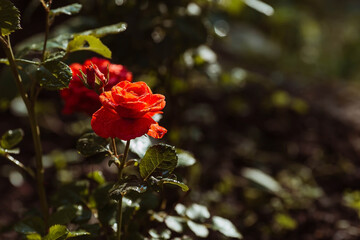A red rose with dew and raindrops at dawn. Beautiful sunlight. The background image is green-red. Natural, environmentally friendly natural background. A copy of the place for the text.