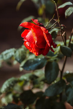 A red rose with dew and raindrops at dawn. Beautiful sunlight. The background image is green-red. Natural, environmentally friendly natural background. A copy of the place for the text.