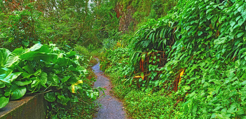 An abandoned mountain road in a rainforest. Native indigenous forests of Oahu near the old Pali Highway Crossing in Hawaii. Overgrown wilderness and green plants in a mysterious hiking trail