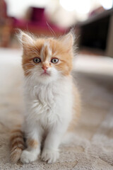 cute kitten looking in camera 