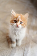 Portrait of a cat 