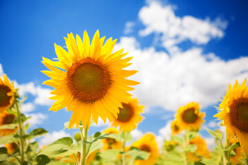 Yellow sunflower field on the blue sky and white clouds background. Countryside view. Freedom and carefree concept. Nature beauty, blue cloudy sky and colorful field with golden flowers. - 515353232